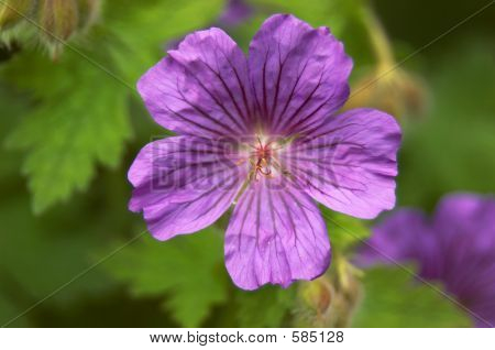 Geranium