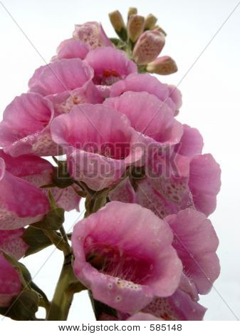 Digitalis Purpurea