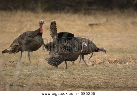 Tre Gobblers