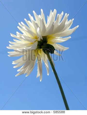 Dahlia ขาว