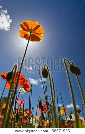 Flower reaching upward