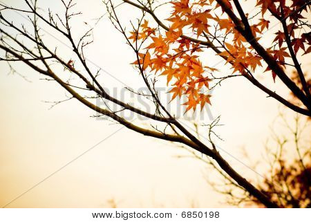 Fall yksinäisyys