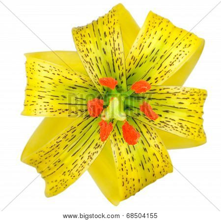 Yellow Asiatic Lily With Black Spots Isolated On White