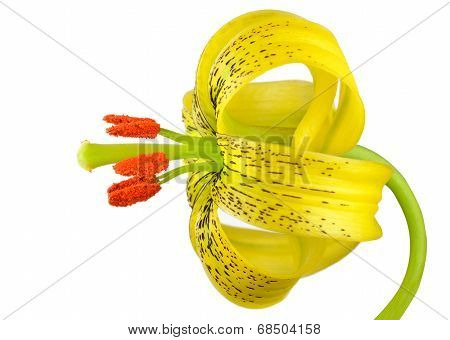 Yellow Asiatic Lily With Black Spots Isolated On White