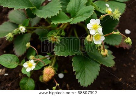 strawberry musk