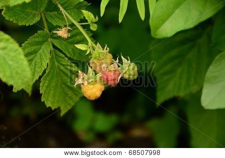 raspberry yellow,red,green
