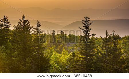 Pine Trees And Distant Mountains At Sunrise, Seen From Bear Rocks Preserve, Monongahela National For
