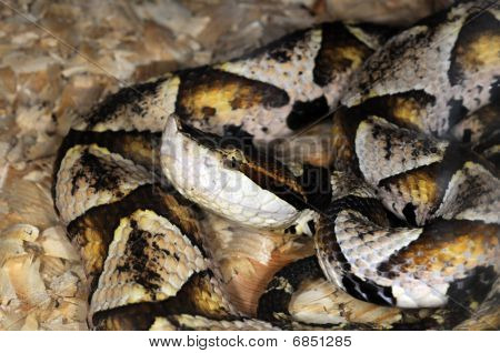 Serpente