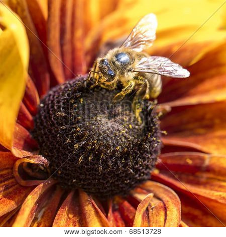 Close-up Photo Of A Western Honey Bee Gathering Nectar And Spreading Pollen On A Young Autumn Sun Co