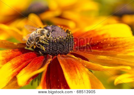 Close-up Photo Of A Western Honey Bee Gathering Nectar And Spreading Pollen On A Young Autumn Sun Co