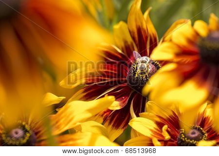 Close-up Photo Of A Western Honey Bee Gathering Nectar And Spreading Pollen On A Young Autumn Sun Co