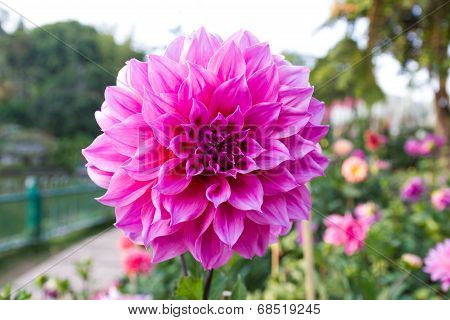 Dahlia Or Dalia Flower At The Royal Agricultural Station Inthanon