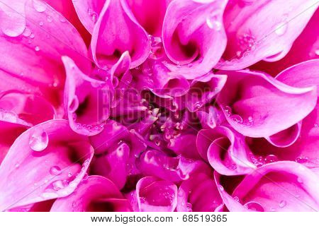 Dahlia Or Dalia Flower At The Royal Agricultural Station Inthanon