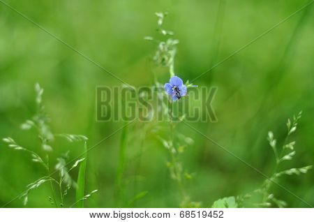 Small Blue Flower