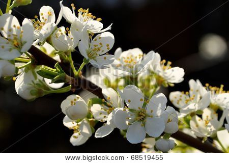 Plum Blossoms