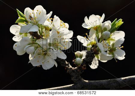 Plum Blossoms