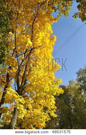 Maple Autumn