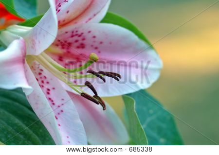 Lily Closeup