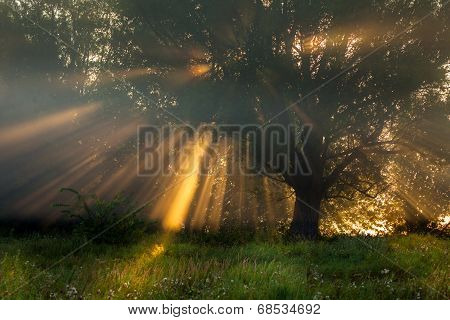 Sun Beams Thorough Trees And Greens