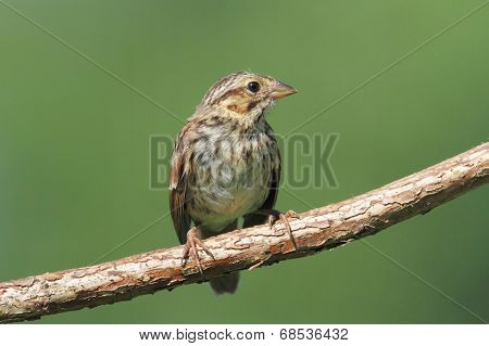 Juvenile Chipping Sparrow (spizella Passerina)