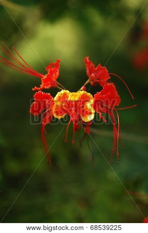 Red flower