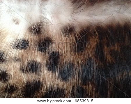 Leopard skin
