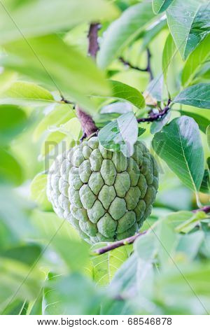 Custard Apples Or Sugar Apples Or Annona Squamosa Linn. Growing On A Tree In Garden