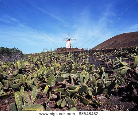 Prickly pear plantation, Lanzarote.