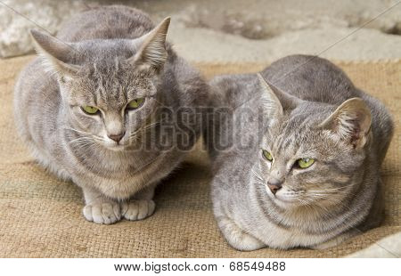 Asian Cats