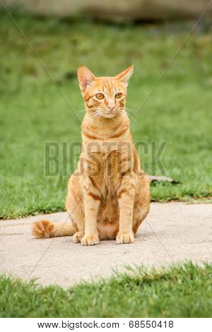 Yellow Asian Cat - Chiangrai Thailand