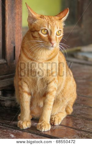 Thai Yellow Cats - Asian Cat