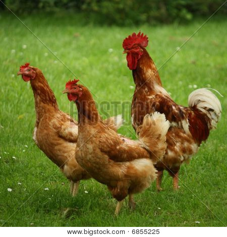 Harem