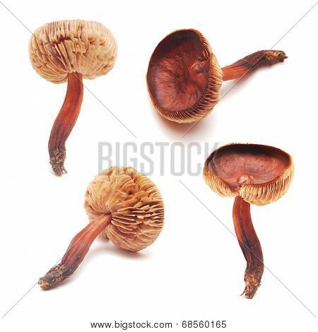 Cortinarius Mushroom