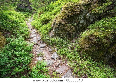 Old Stone Road Through The Forest