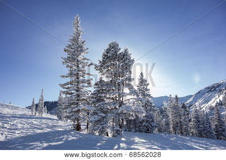 Trees On Ski Slopes With Sun