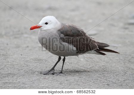 Heermanns Gull (larus Heermanni) By The Ocean