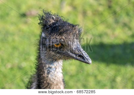 Head Of A Curious Ostrich