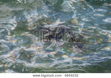 USS Arizona olie dråber