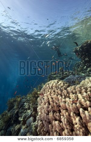 Snorkel, océano y pescado