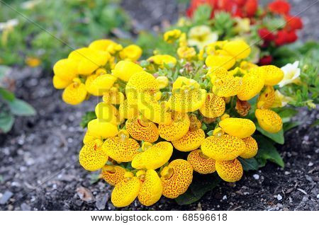 Yellow Pocketbook Flower