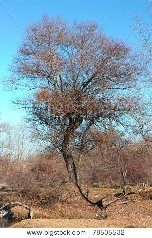 tree
