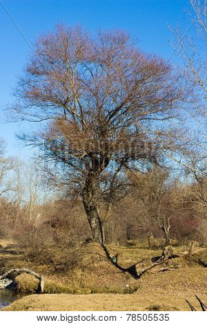 tree