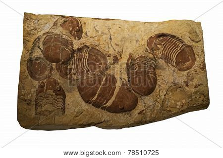 Fossies Of Trilobite  On A Whte Background