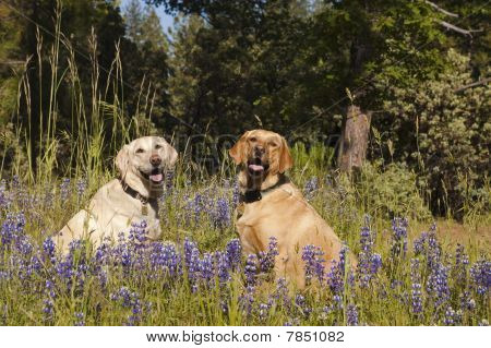 꽃 두 Labradors