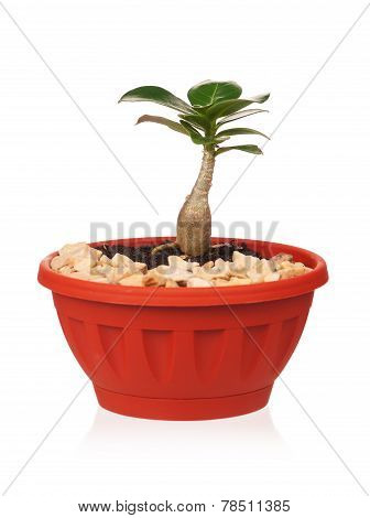 Adenium Obesum