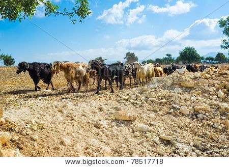 The Herd Of Goats