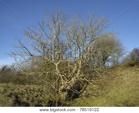 European Ash Tree
