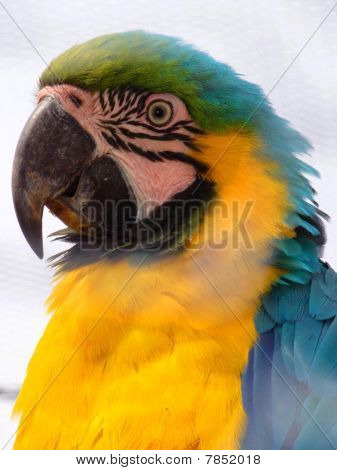 Pappagallo
