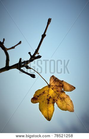 Last Leaf Lomo