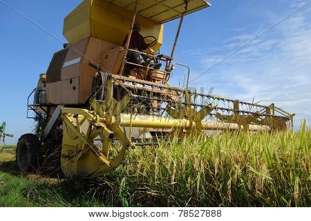 Harvesting Ripe Rice On Paddy Field